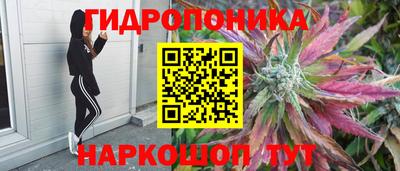дмт Бийск