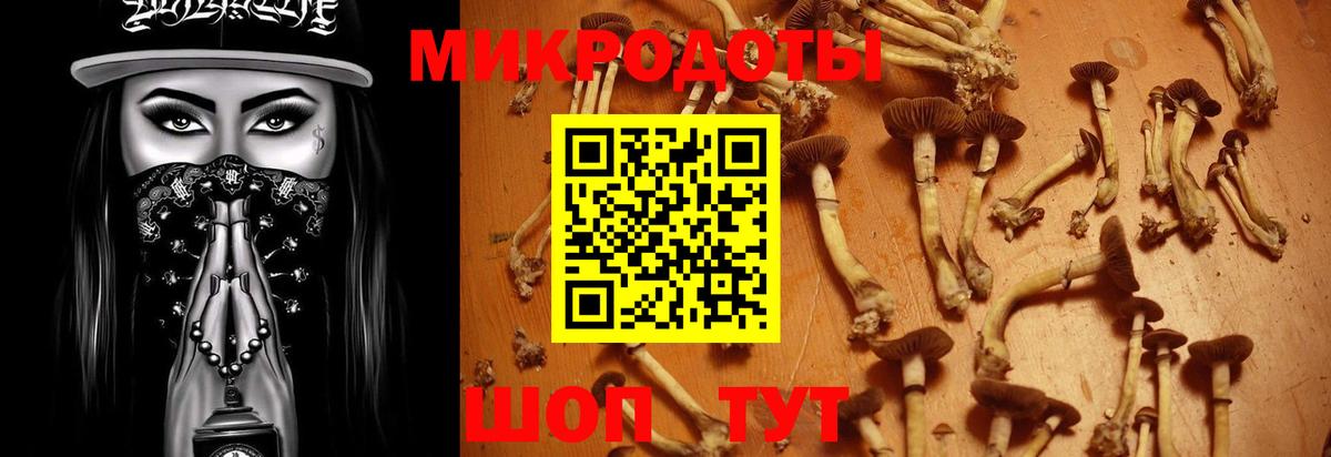 Псилоцибиновые грибы Cubensis Димитровград